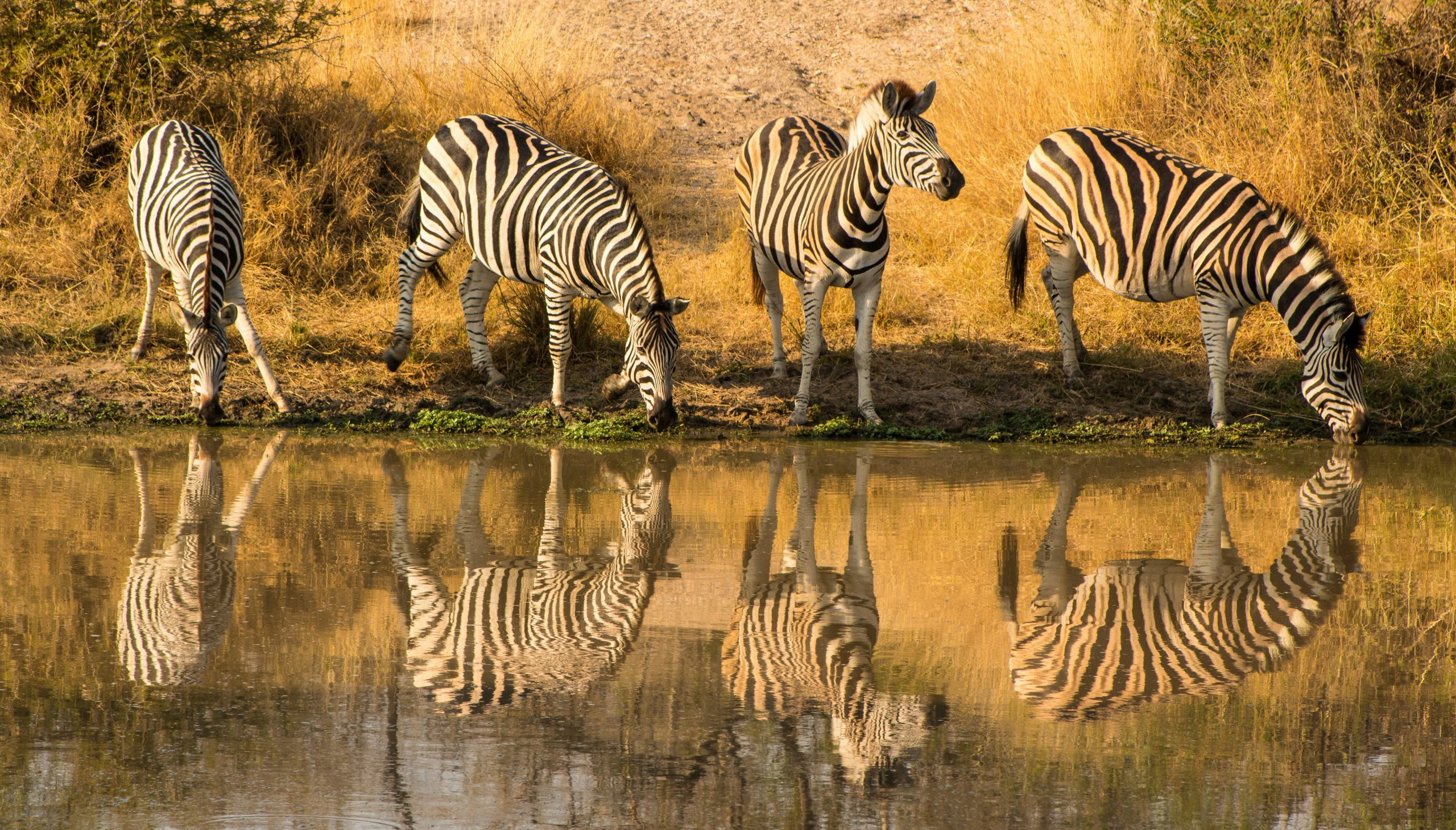 Park Narodowy Krugera, Południowa Afryka