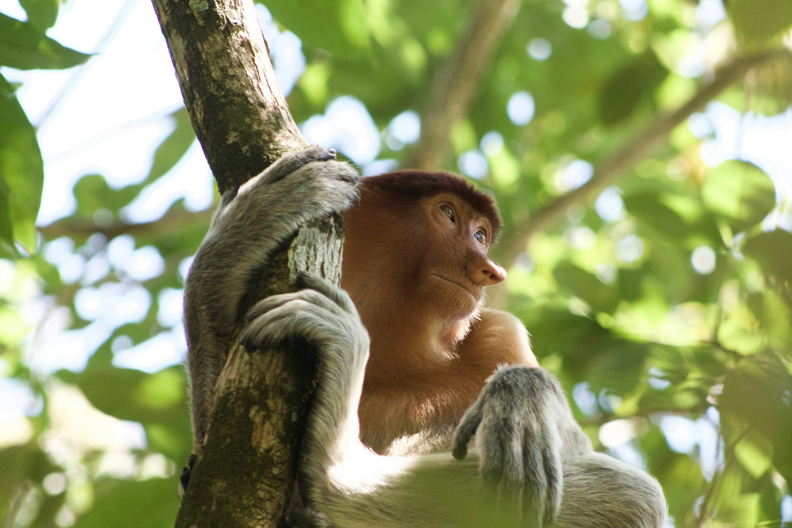 Dżungla na Borneo z bujną roślinnością i mostem linowym