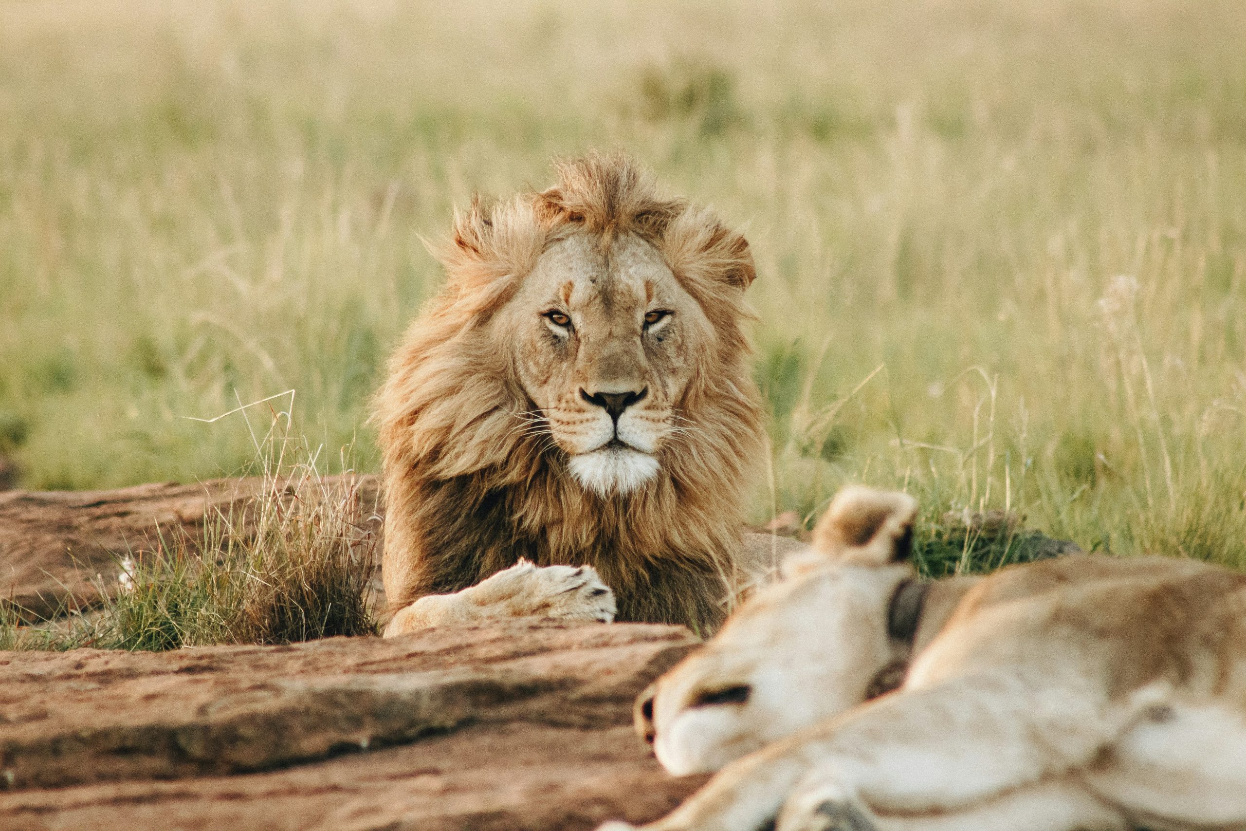 Lew na safari w Afryce - król sawanny