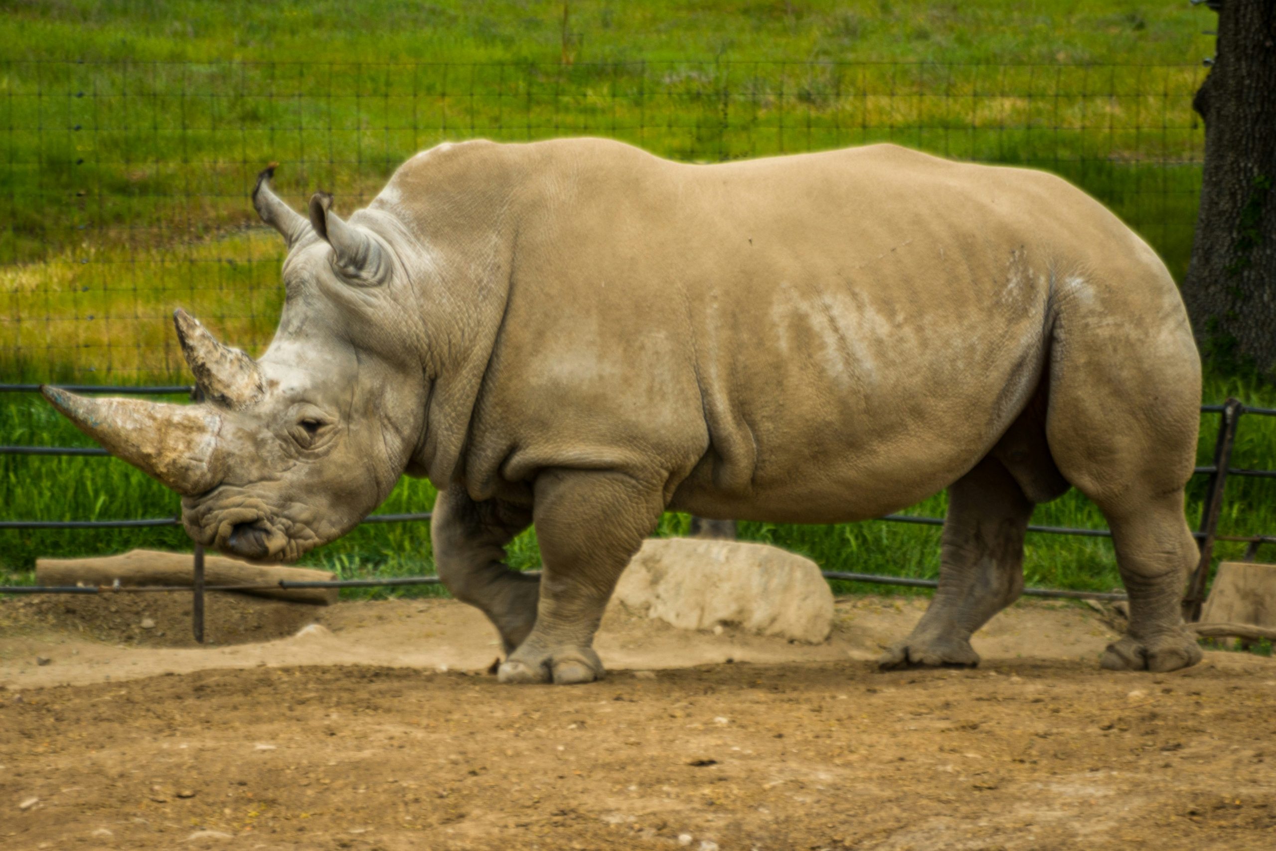 Nosorożec na safari - ostatnia szansa na zobaczenie