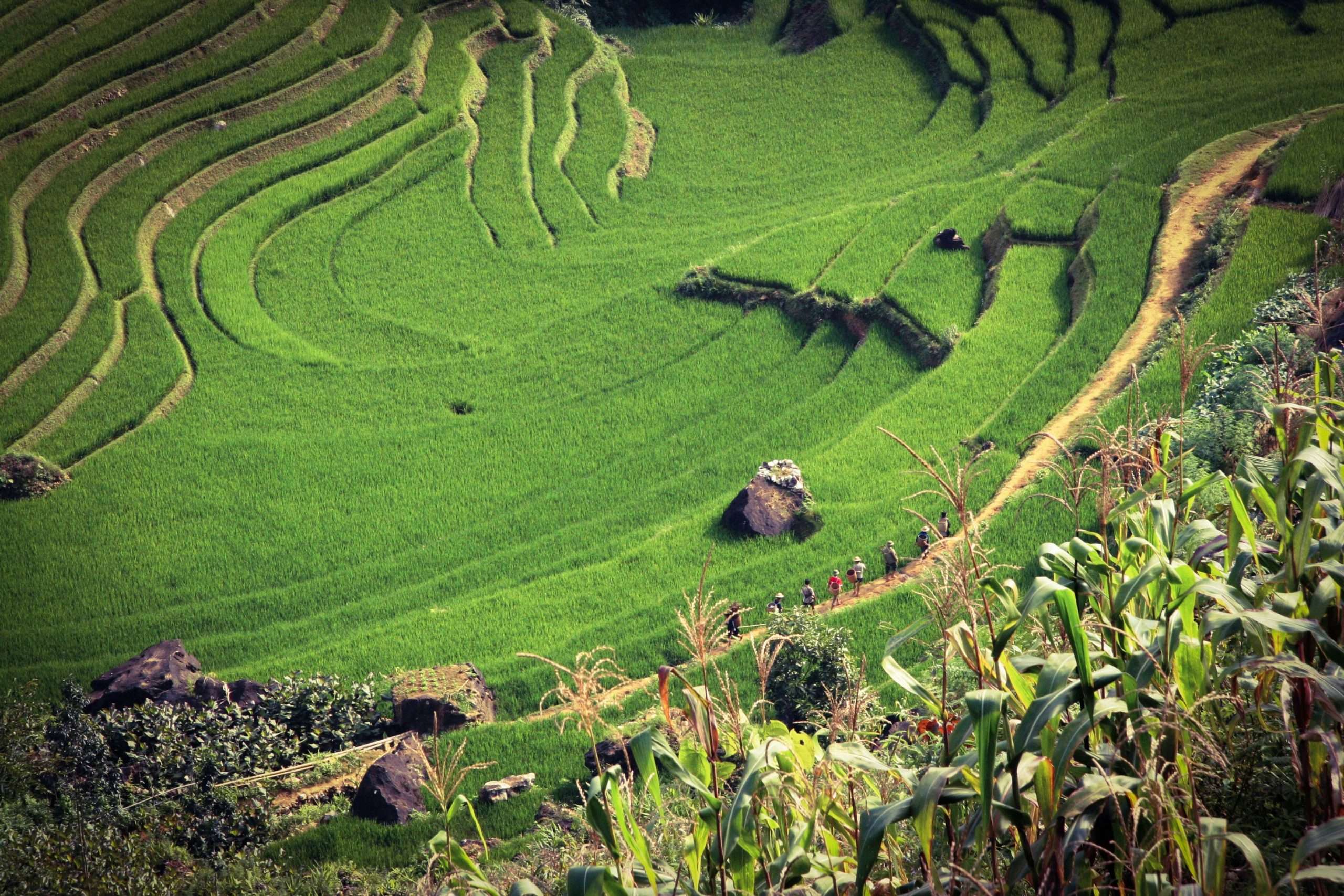 Sapa