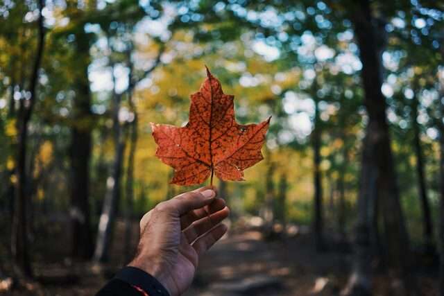 MultiWander Canada