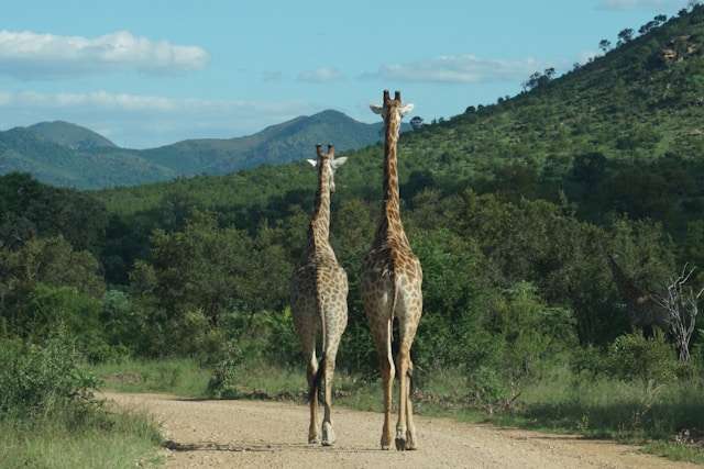 kruger national park