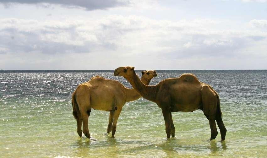 Plaża Mombasa