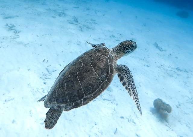 Wyspa Bonaire