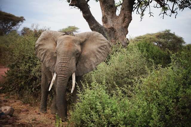 Park Narodowy Jezioro Manyara