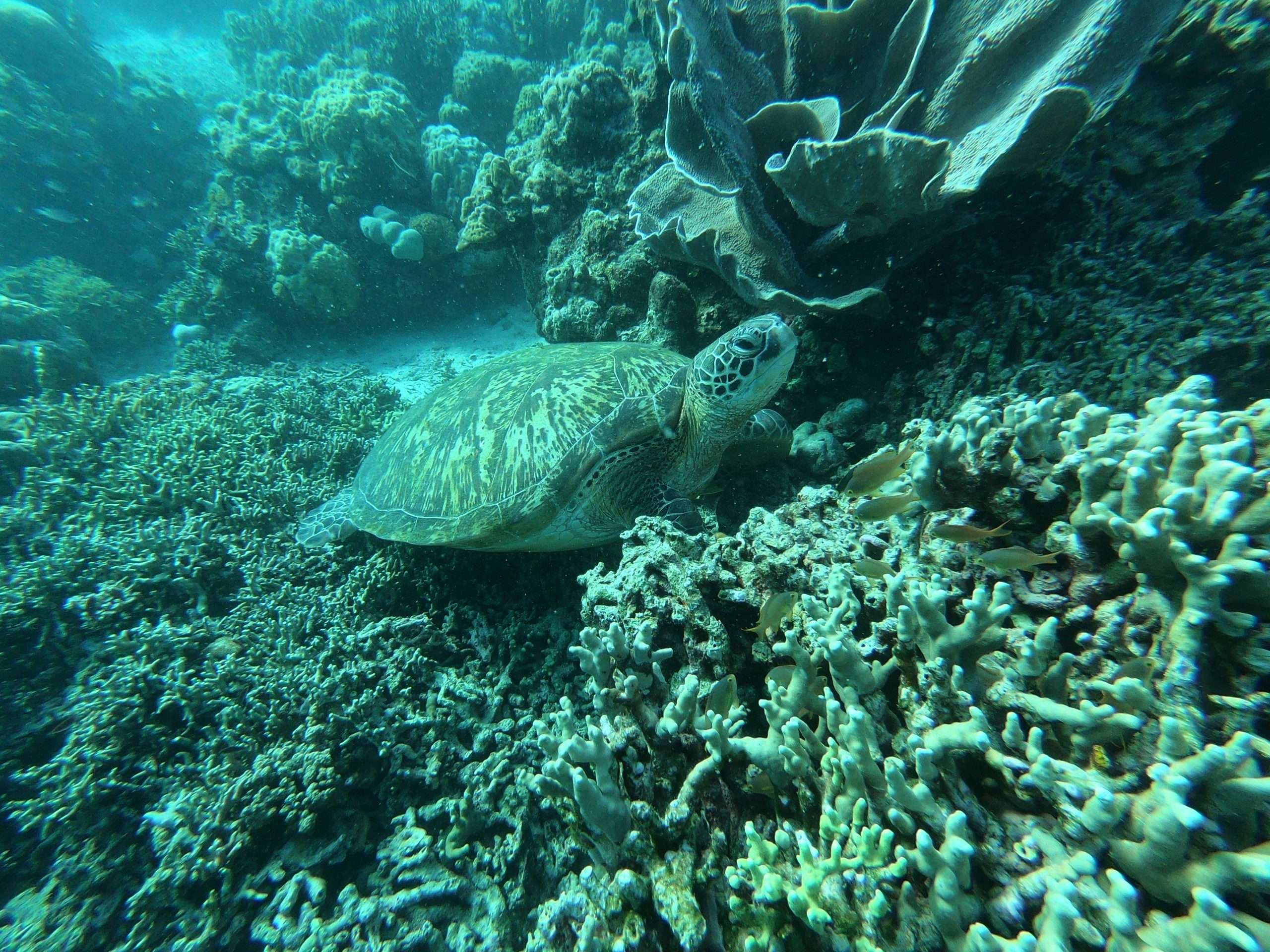 Moalboal, Cebu