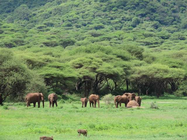 Krater Ngorongoro