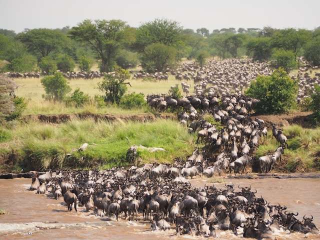Park Narodowy Serengeti