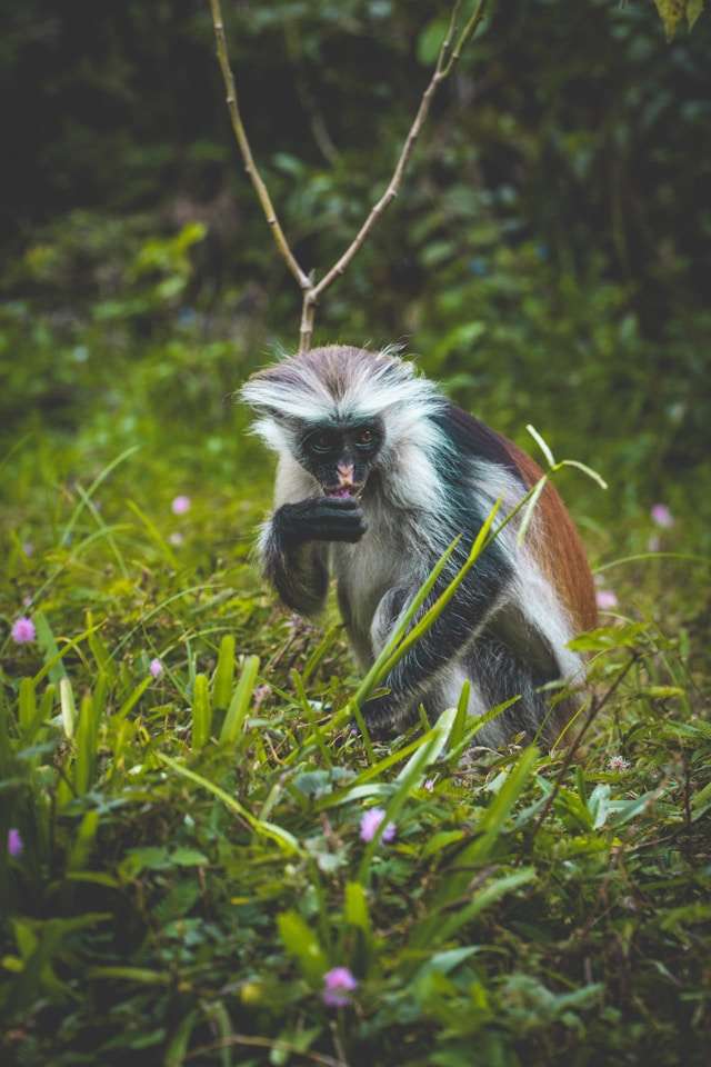 animal zanzibar