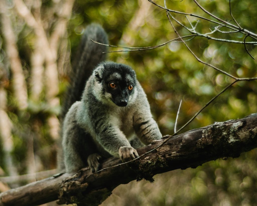 Madagascar Round Trip & Nosy Be Beach Holiday – 14-Day Guided Group Tour